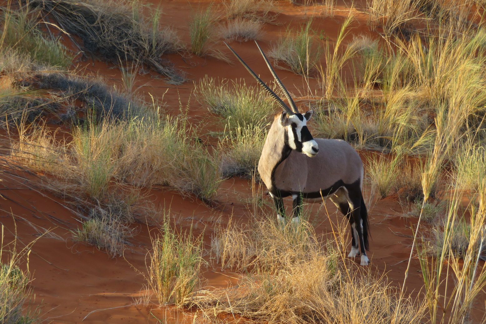 Wild Oryx Outdoors