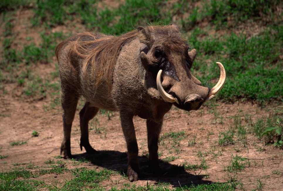 Warthog